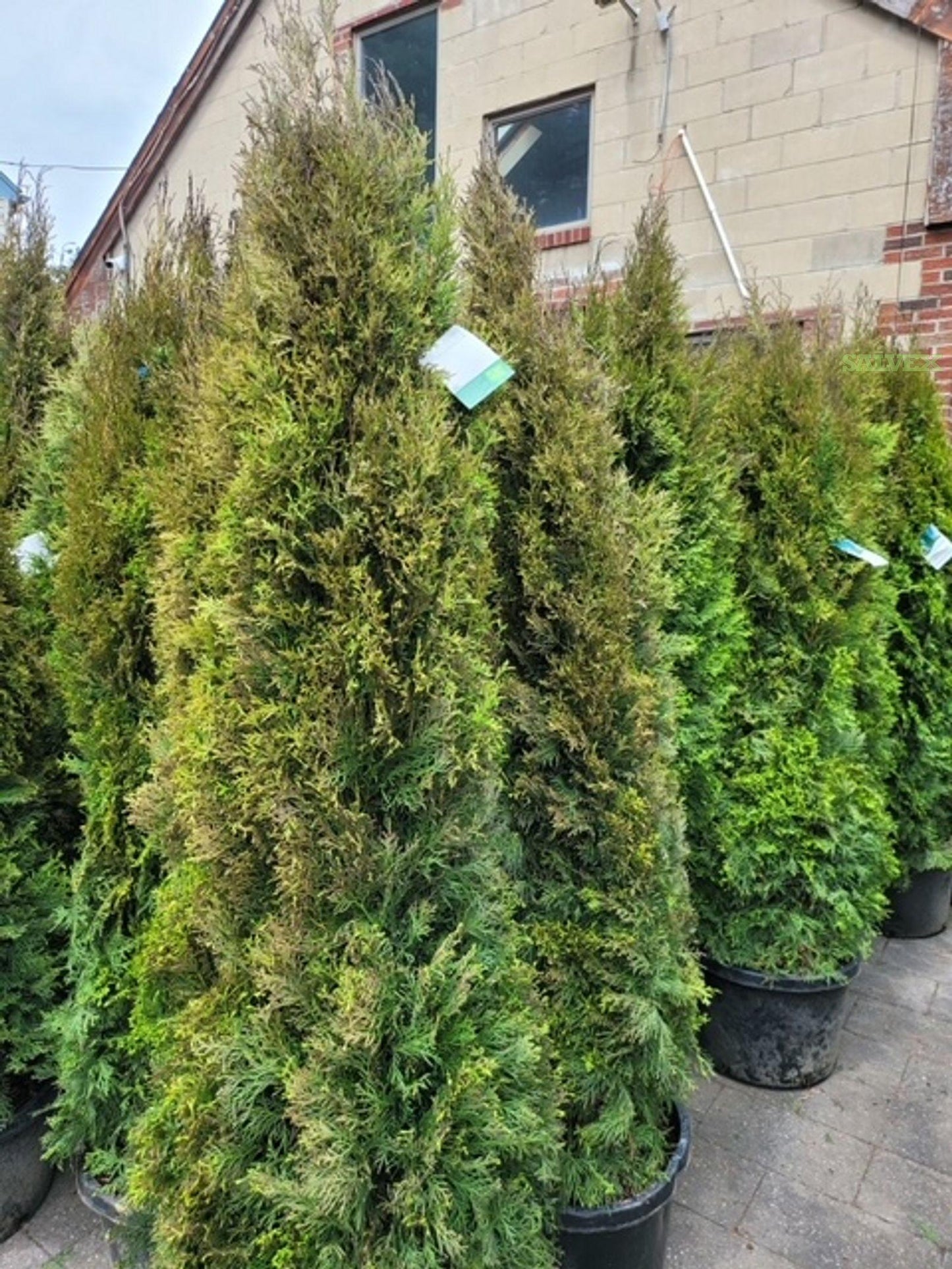 Thuja Occidentalis Emerald Green - View 13 from www redcrocus com