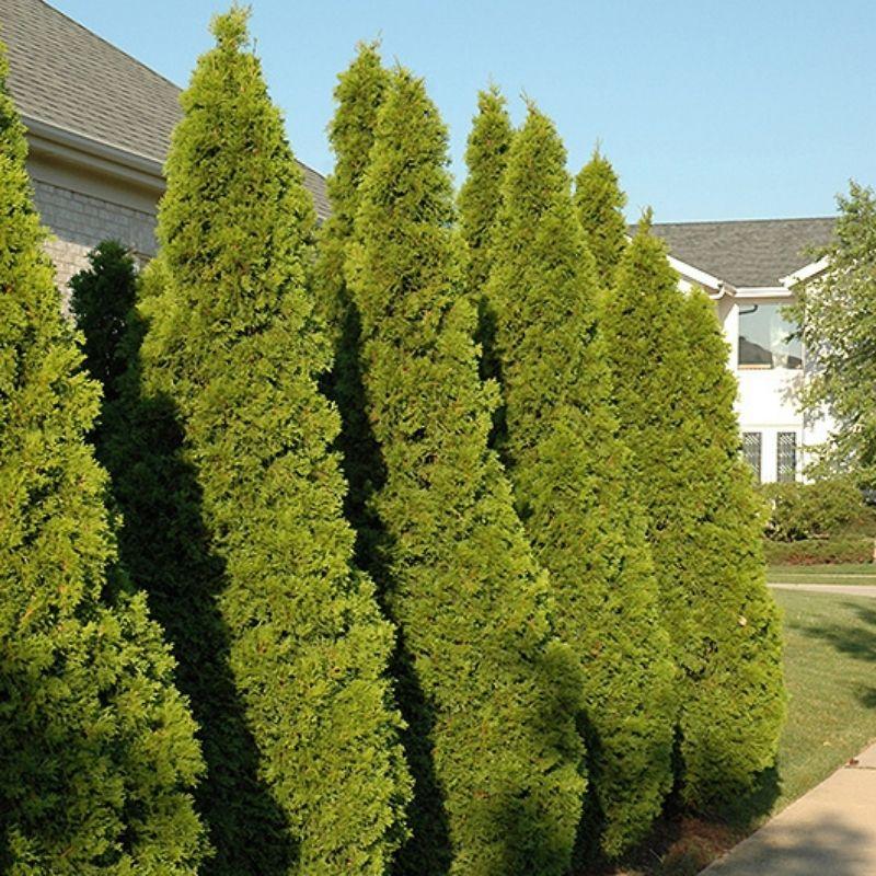 Thuja Occidentalis Emerald Green - View 14 from www redcrocus com