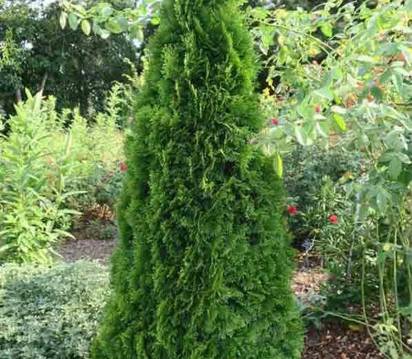 Thuja Occidentalis Emerald Green - View 16 from www redcrocus com