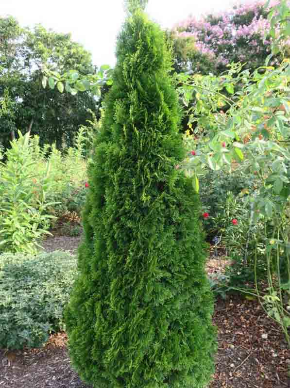 Thuja Occidentalis Emerald Green - View 16 from www redcrocus com