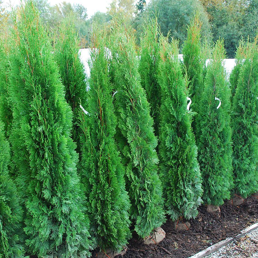 Thuja Occidentalis Emerald Green - View 18 from www redcrocus com