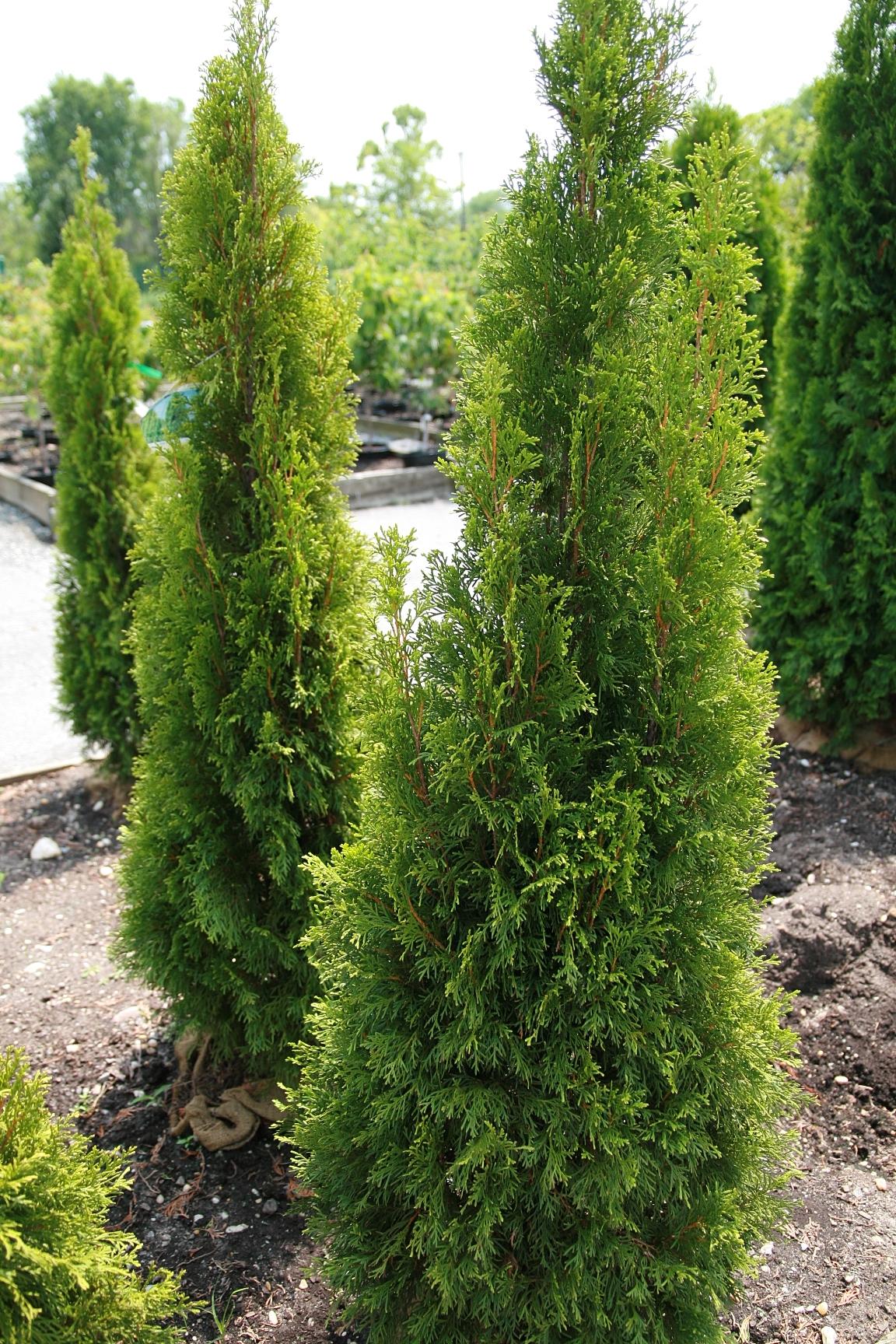 Thuja Occidentalis Emerald Green - View 4 from www redcrocus com