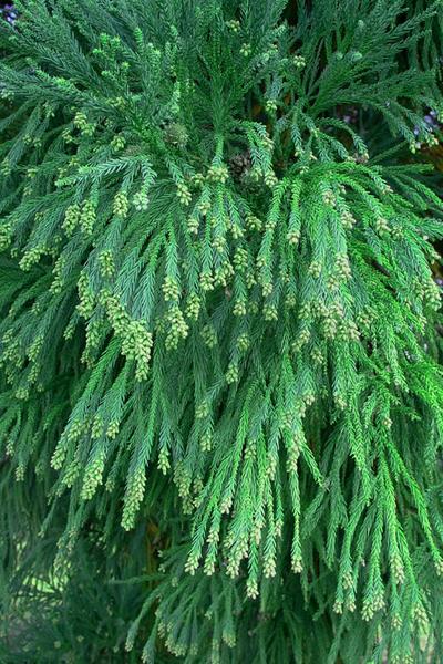 Cryptomeria Japonica Radicans - View 11 from www redcrocus com