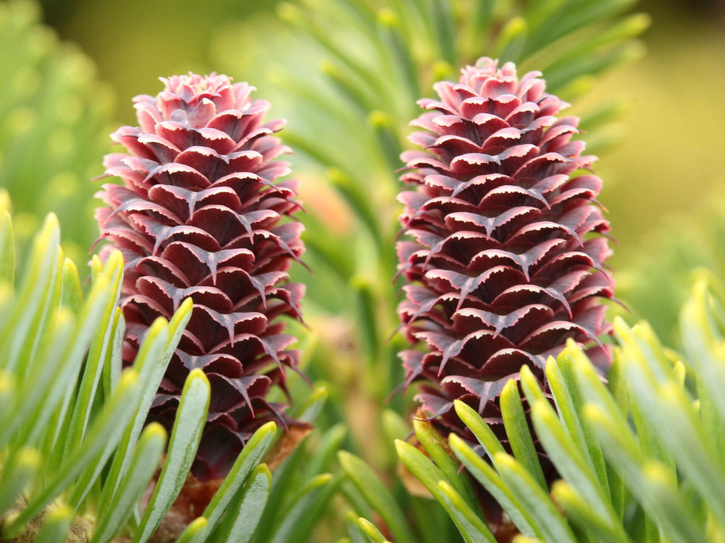 Abies Koreocarpa 'tannja' - View 19 from www redcrocus com