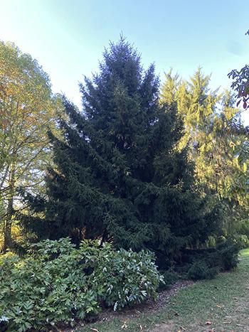 Picea Orientalis 'gowdy' - View 16 from www redcrocus com
