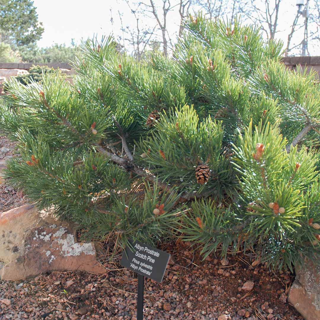 Pinus Sylvestris 'albyn's' - View 26 from www redcrocus com