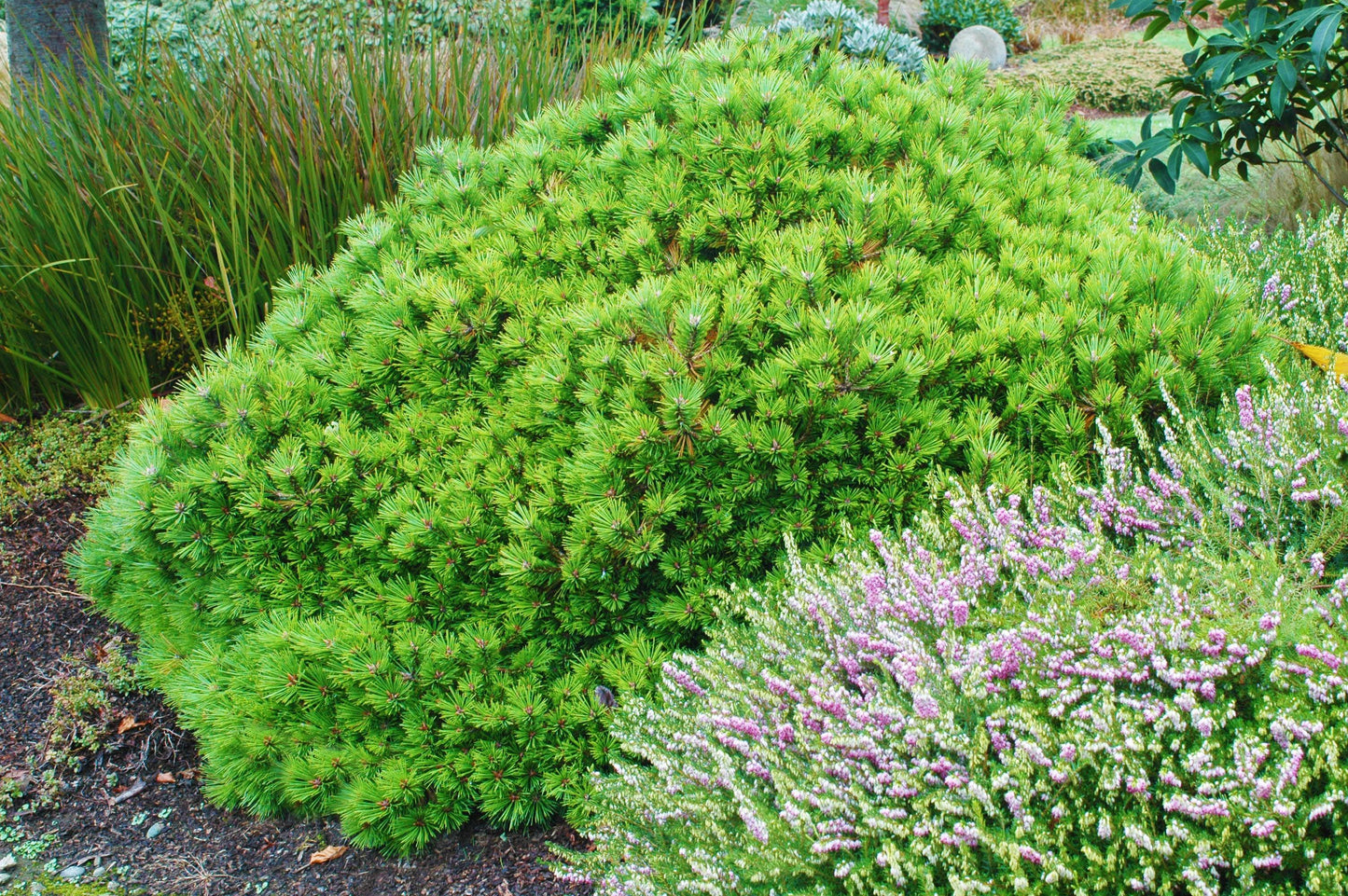Pinus Densiflora 'vibrant' - View 10 from www redcrocus com