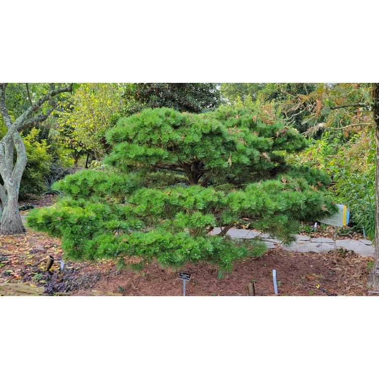 Pinus Densiflora 'vibrant' - View 11 from www redcrocus com
