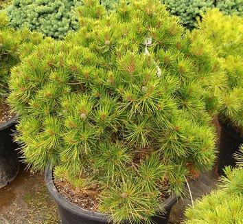 Pinus Densiflora 'vibrant' - View 12 from www redcrocus com