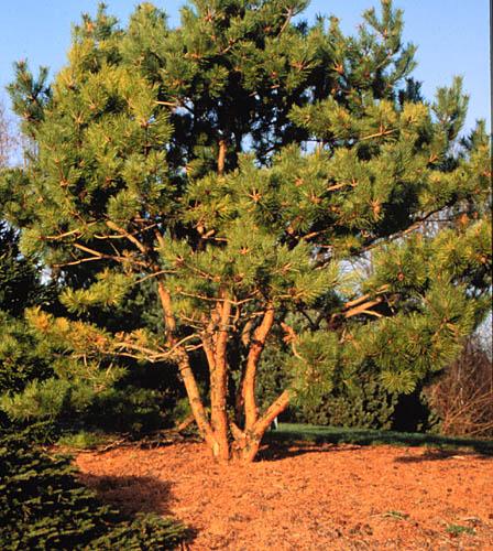 Pinus Densiflora 'vibrant' - View 14 from www redcrocus com