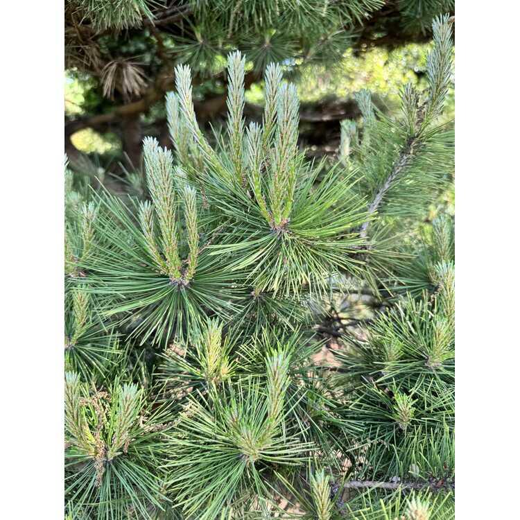 Pinus Densiflora 'vibrant' - View 15 from www redcrocus com