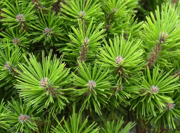 Pinus Densiflora 'vibrant' - View 16 from www redcrocus com