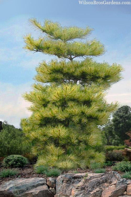 Pinus Densiflora 'vibrant' - View 18 from www redcrocus com