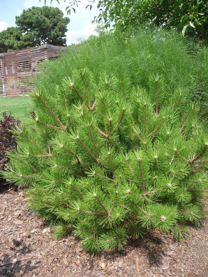 Pinus Densiflora 'vibrant' - View 2 from www redcrocus com