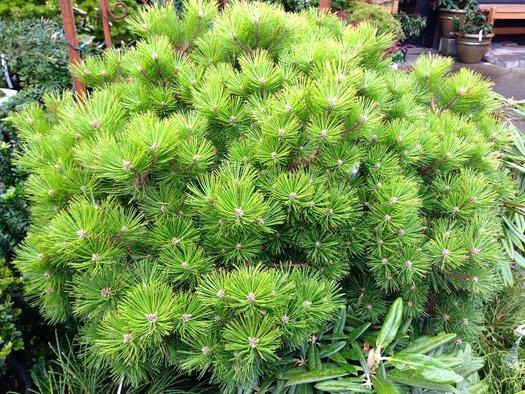 Pinus Densiflora 'vibrant' - View 3 from www redcrocus com