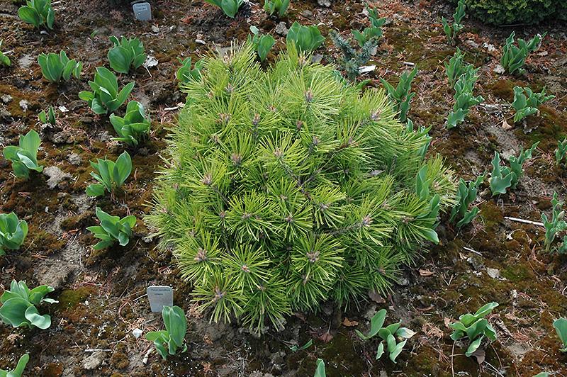 Pinus Densiflora 'vibrant' - View 4 from www redcrocus com
