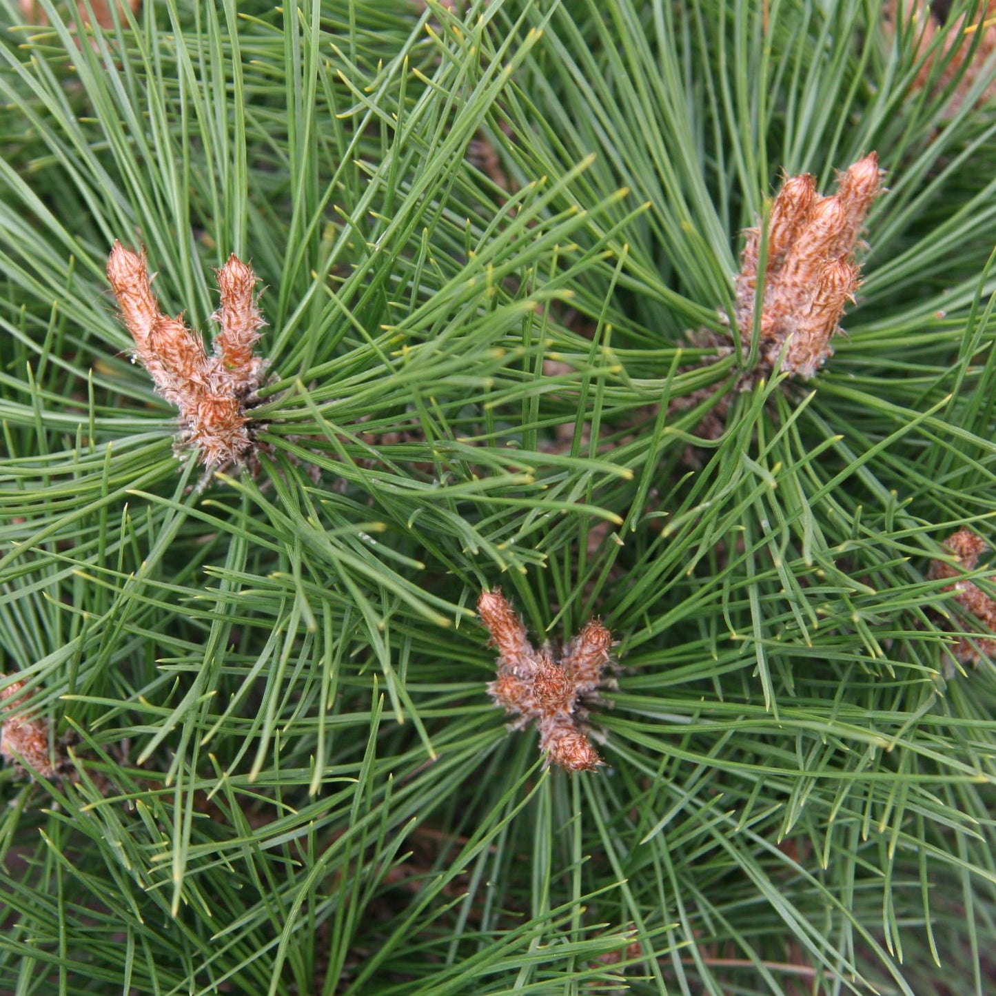 Pinus Densiflora 'vibrant' - View 5 from www redcrocus com