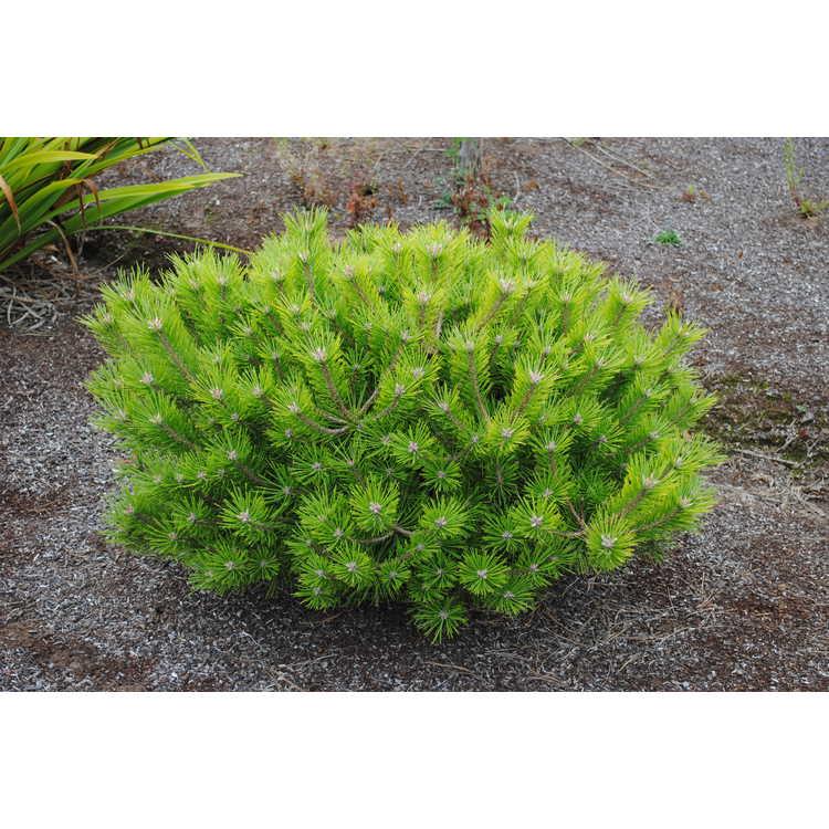 Pinus Densiflora 'vibrant' - View 6 from www redcrocus com