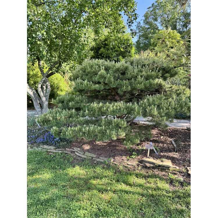 Pinus Densiflora 'vibrant' - View 7 from www redcrocus com