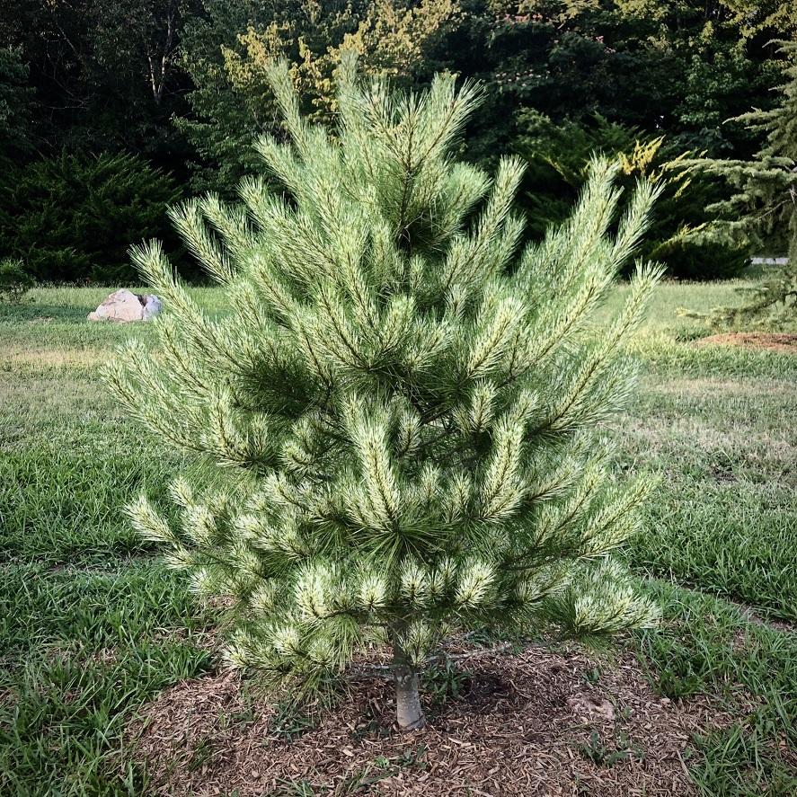 Pinus Densiflora 'vibrant' - View 8 from www redcrocus com