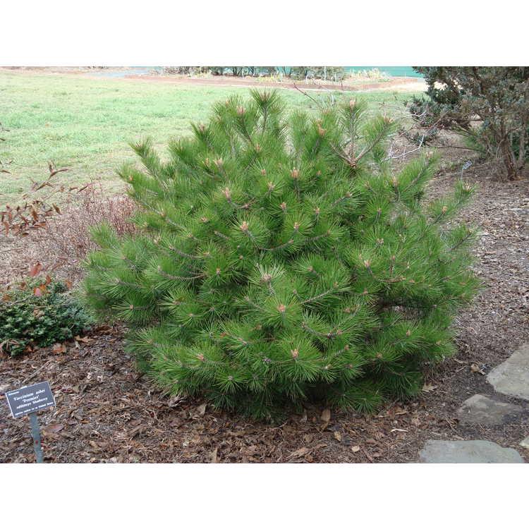 Pinus Densiflora 'vibrant' - View 9 from www redcrocus com
