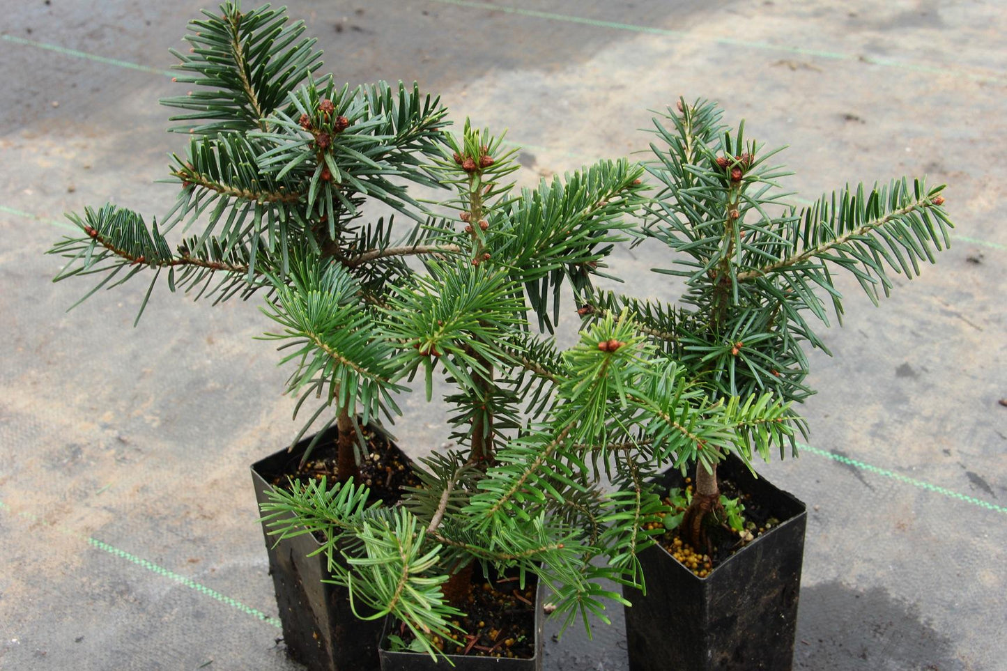 Abies Nordmanniana 'tortifolia' - View 9 from www redcrocus com