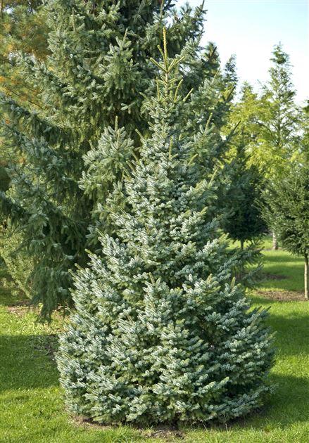 Picea Omorika 'nana' - View 10 from www redcrocus com