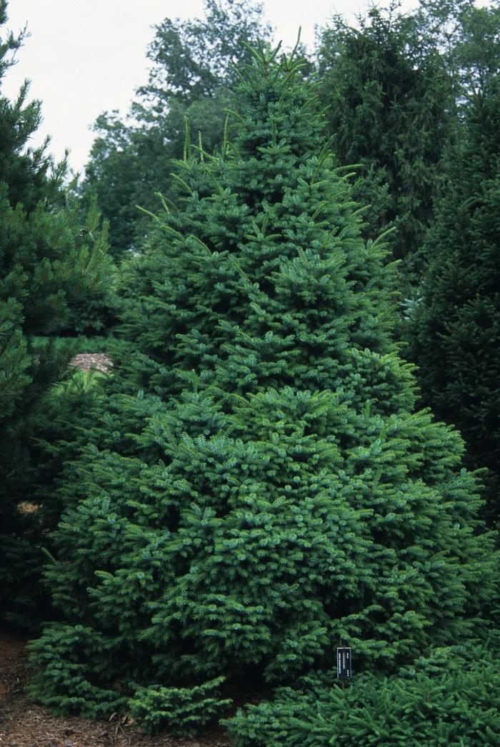 Picea Omorika 'nana' - View 11 from www redcrocus com