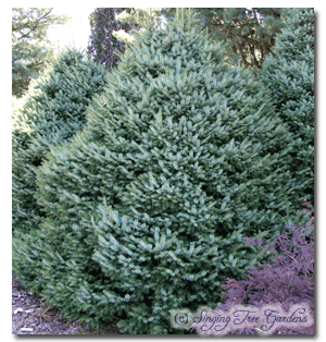 Picea Omorika 'nana' - View 12 from www redcrocus com