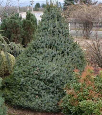 Picea Omorika 'nana' - View 14 from www redcrocus com