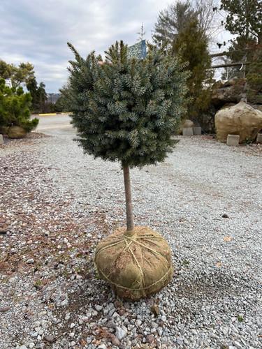 Picea Omorika 'nana' - View 15 from www redcrocus com