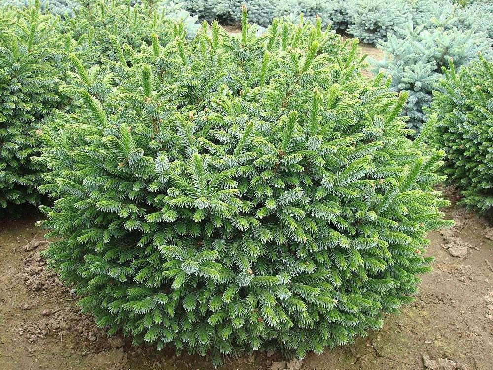 Picea Omorika 'nana' - View 16 from www redcrocus com