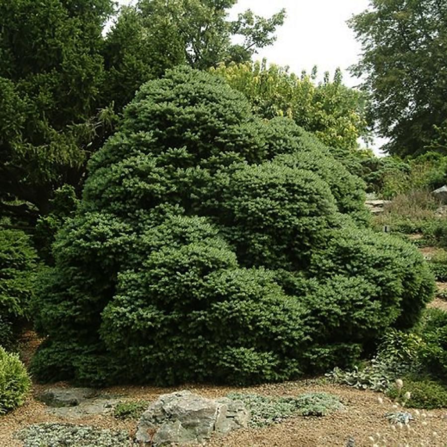 Picea Omorika 'nana' - View 18 from www redcrocus com
