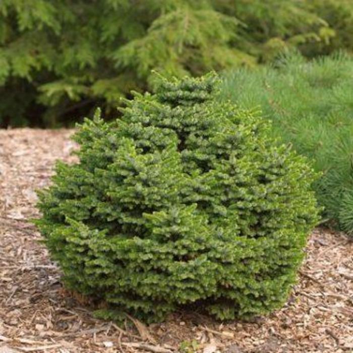 Picea Omorika 'nana' - View 4 from www redcrocus com