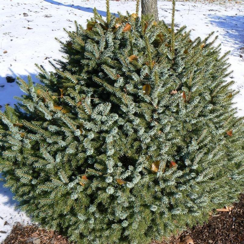 Picea Omorika 'nana' - View 5 from www redcrocus com