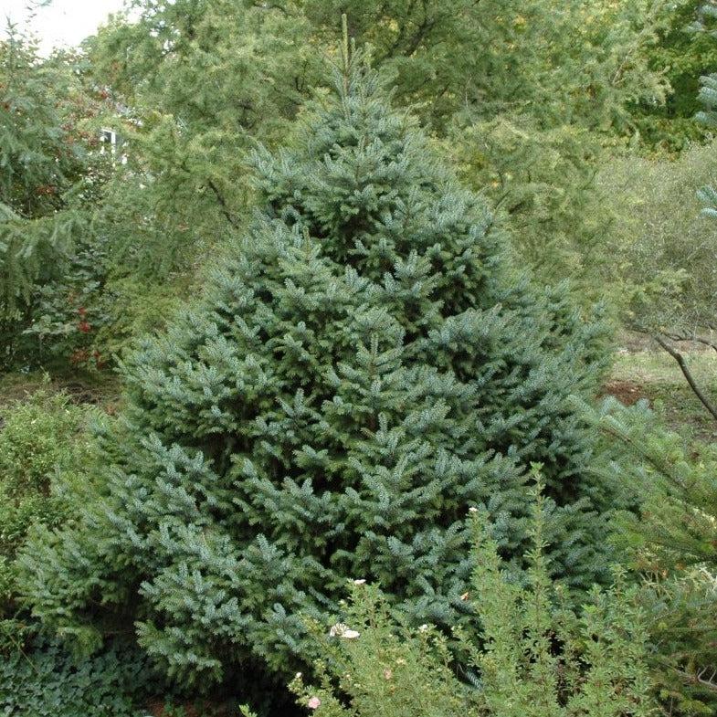Picea Omorika 'nana' - View 6 from www redcrocus com
