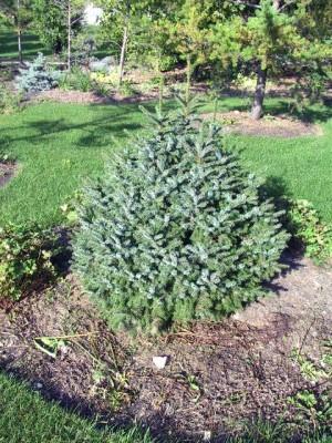 Picea Omorika 'nana' - View 8 from www redcrocus com