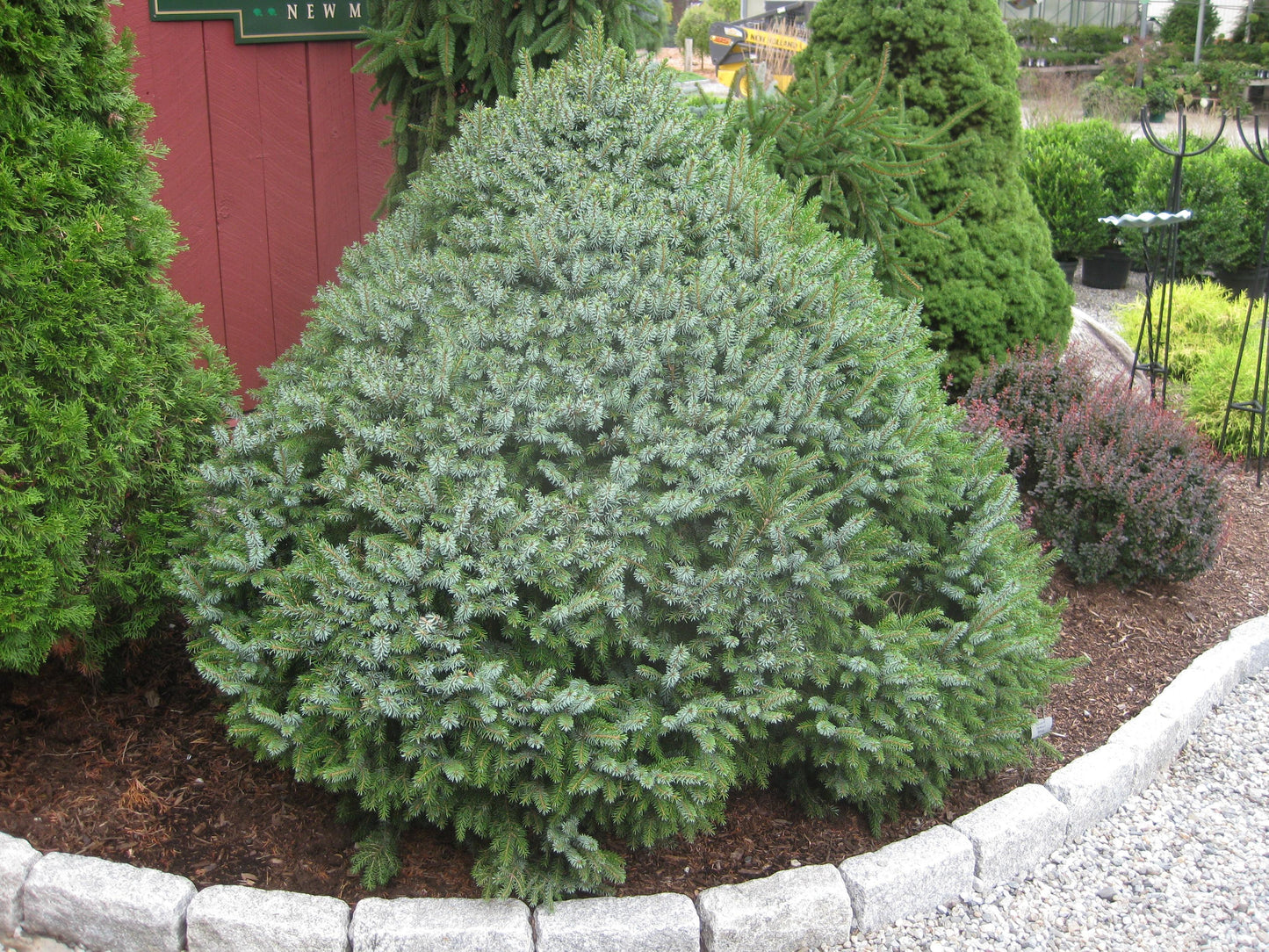 Picea Omorika 'nana' - View 9 from www redcrocus com