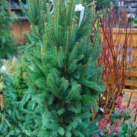 Picea Abies Cupressina - View 10 from www redcrocus com
