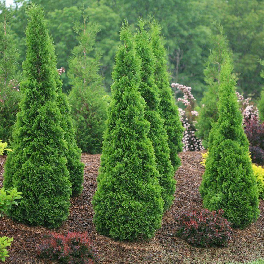 Thuja Occidentalis Emerald Green - View 17 from www redcrocus com