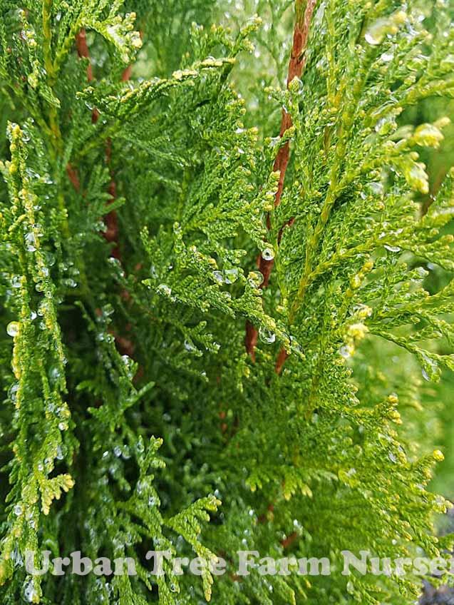 Thuja Occidentalis Emerald Green - View 8 from www redcrocus com