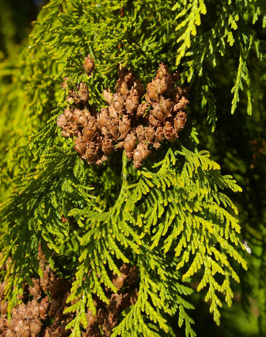 Thuja Plicata Tight Squeeze - View 10 from www redcrocus com