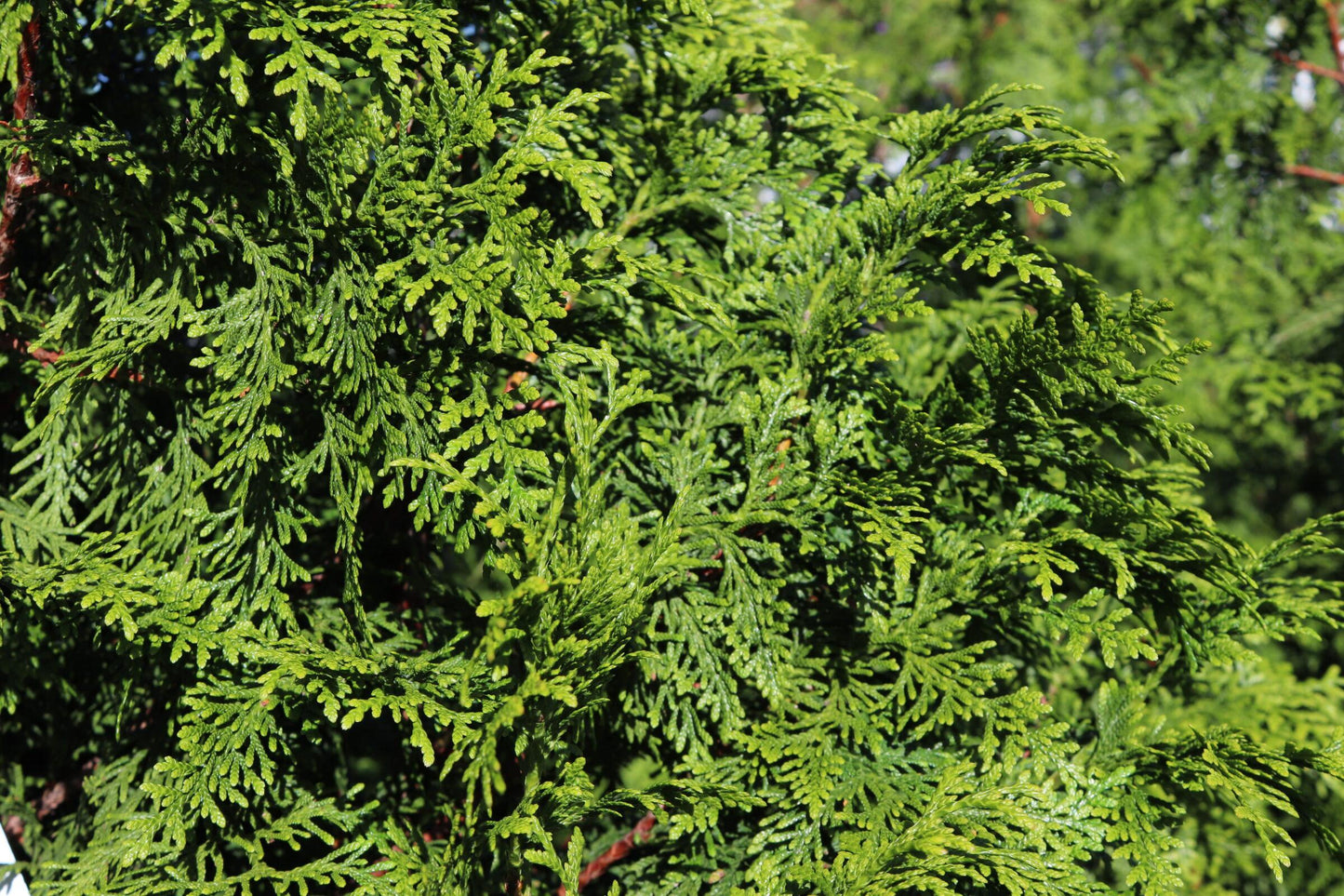 Thuja Plicata Tight Squeeze - View 12 from www redcrocus com
