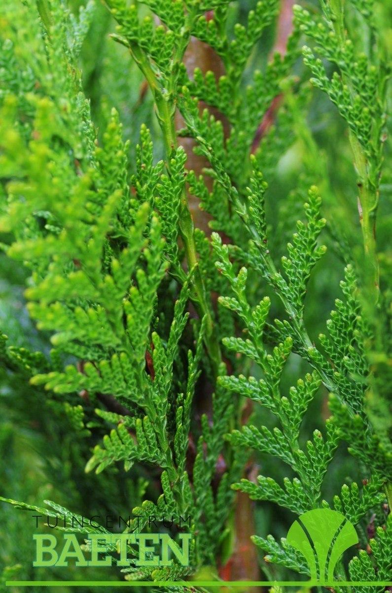 Thuja Plicata Tight Squeeze - View 13 from www redcrocus com