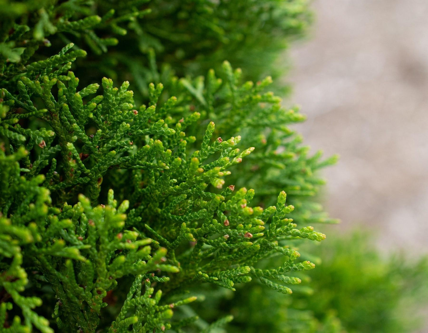 Thuja Plicata Tight Squeeze - View 17 from www redcrocus com