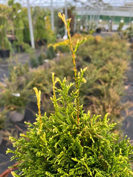 Thuja Plicata Tight Squeeze - View 18 from www redcrocus com
