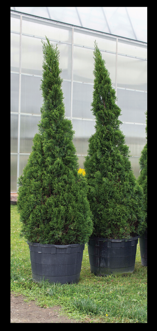 Thuja Plicata Tight Squeeze - View 19 from www redcrocus com