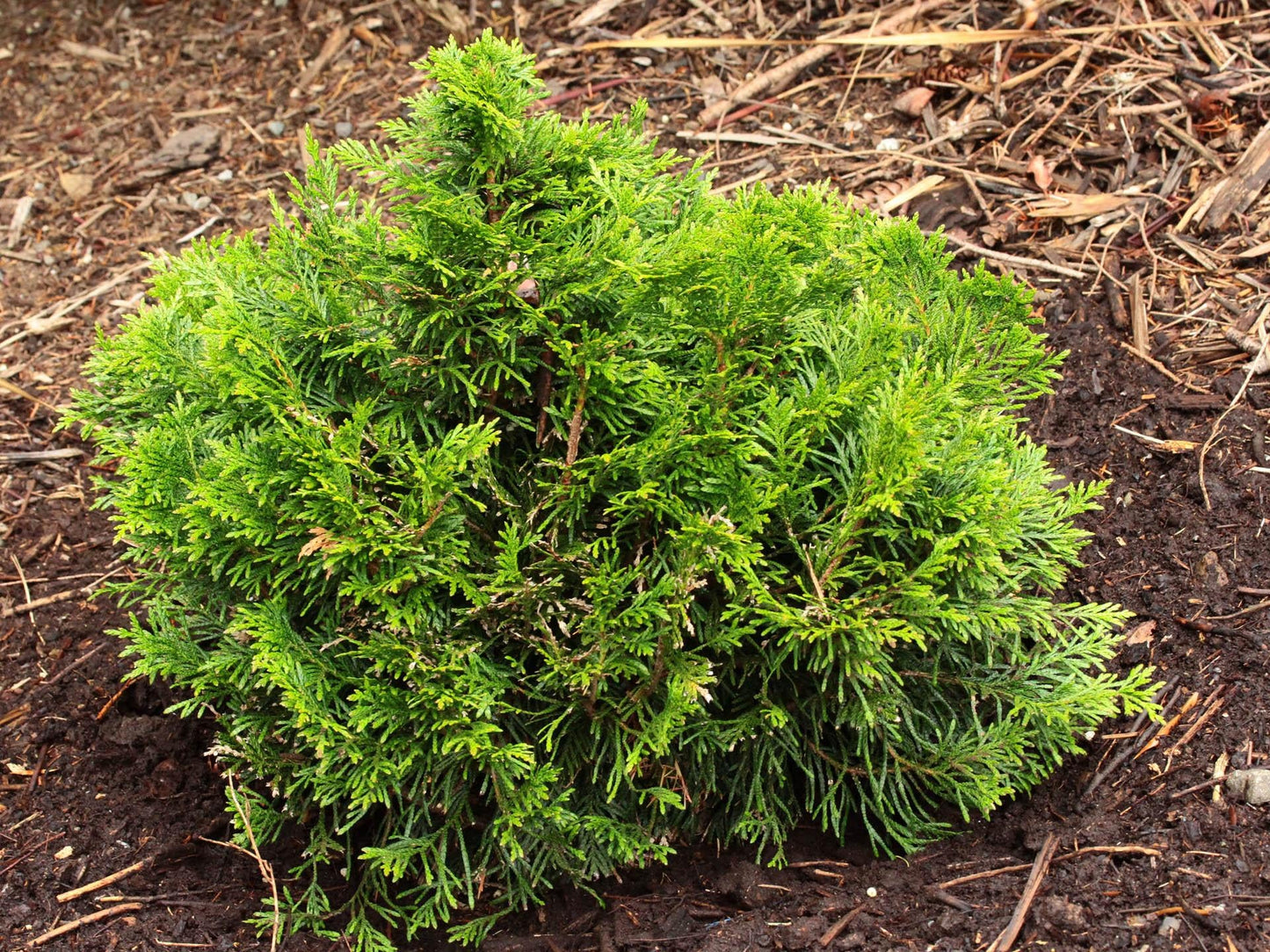Thuja Plicata Tight Squeeze - View 19 from www redcrocus com
