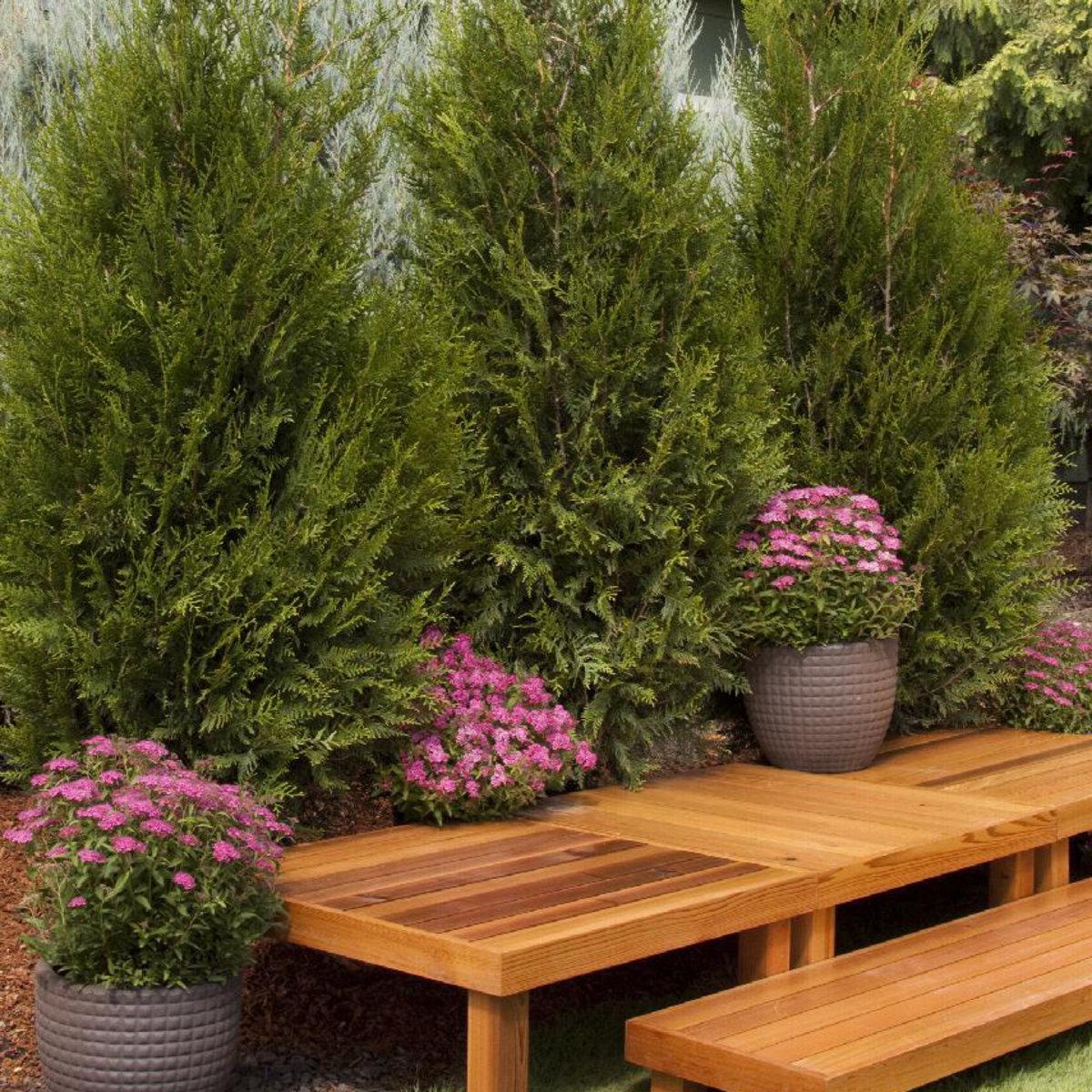 Thuja Plicata Tight Squeeze - View 2 from www redcrocus com