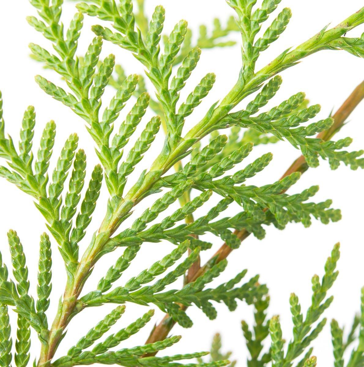 Thuja Plicata Tight Squeeze - View 5 from www redcrocus com